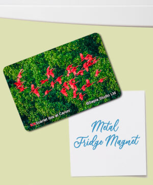 Fridge Magnet (Birds) Scarlet Ibis