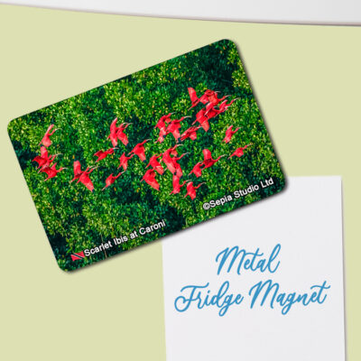 Fridge Magnet (Birds) Scarlet Ibis