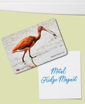 Fridge Magnet (Birds) Scarlet Ibis