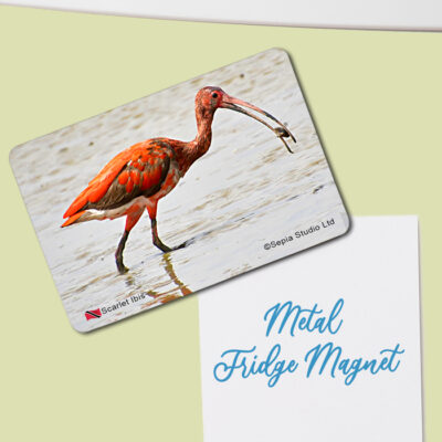 Fridge Magnet (Birds) Scarlet Ibis