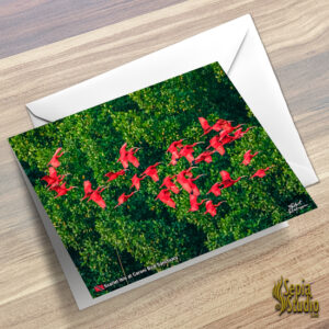 Greeting Cards 5" x 7" (Bird) Scarlet Ibis