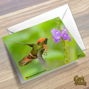 Greeting Cards 5" x 7" (Hummingbird) Tufted Coquette
