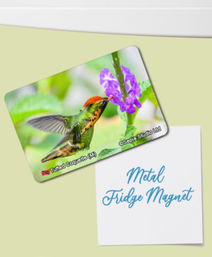 Fridge Magnet (Hummingbird) Tufted Coquette (M)