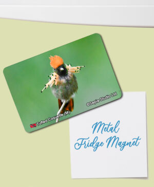Fridge Magnet (Hummingbird) Tufted Coquette (M)