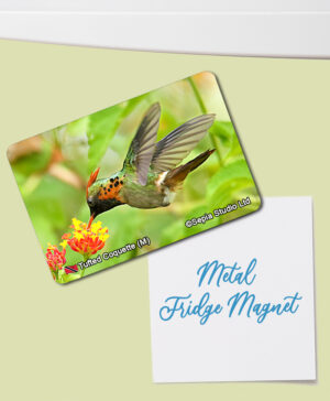 Fridge Magnet (Hummingbird) Tufted Coquette (M)