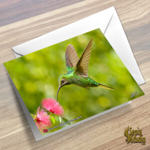 Greeting Cards 5" x 7" (Hummingbird) White Tailed Sabrewing