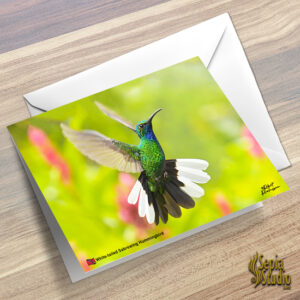 Greeting Cards 5" x 7" (Hummingbird) White Tailed Sabrewing