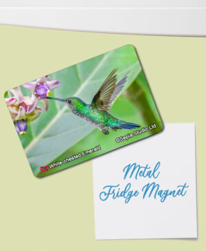Fridge Magnet (Hummingbird) White-chested Emerald