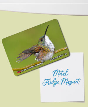 Fridge Magnet (Hummingbird) White-chested Emerald