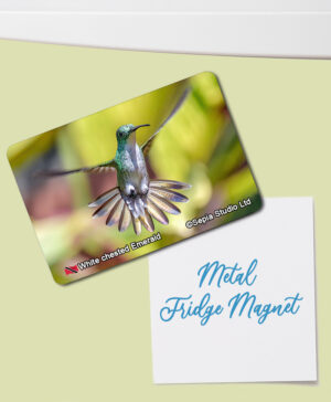 Fridge Magnet (Hummingbird) White-chested Emerald