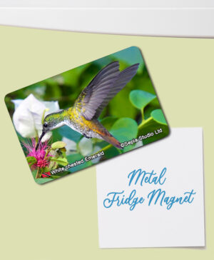 Fridge Magnet (Hummingbird) White-chested Emerald