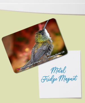 Fridge Magnet (Hummingbird) White-chested Emerald