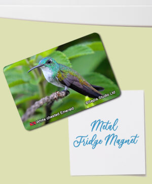 Fridge Magnet (Hummingbird) White-chested Emerald