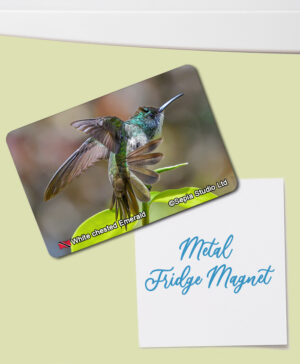Fridge Magnet (Hummingbird) White-chested Emerald