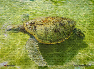 Jigsaw Puzzle (252pcs) Green Turtle