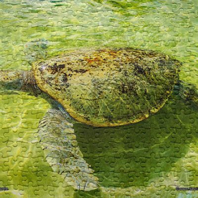 Jigsaw Puzzle (252pcs) Green Turtle