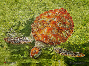 Jigsaw Puzzle (252pcs) Hawksbill Turtle