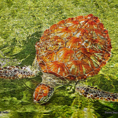 Jigsaw Puzzle (252pcs) Hawksbill Turtle
