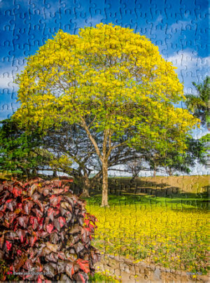 Jigsaw Puzzle Portrait (252pcs) Yellow Poui At The Hollows