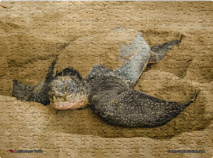 Jigsaw Puzzle (252pcs) Leatherback Turtle