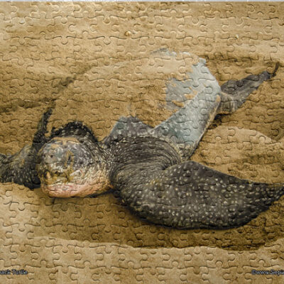 Jigsaw Puzzle (252pcs) Leatherback Turtle