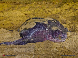 Jigsaw Puzzle (252pcs) Leatherback Turtle