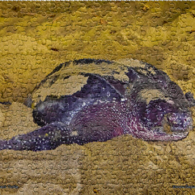 Jigsaw Puzzle (252pcs) Leatherback Turtle