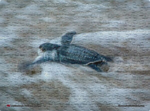 Jigsaw Puzzle (252pcs) Leatherback Turtle Hatchling