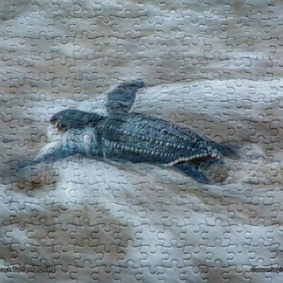 Jigsaw Puzzle (252pcs) Leatherback Turtle Hatchling