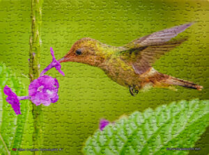 Jigsaw Puzzle (252pcs) Tufted Coquette Hummingbird Female