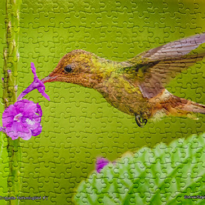 Jigsaw Puzzle (252pcs) Tufted Coquette Hummingbird Female