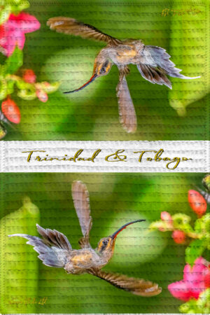 Tea Towel (16" x 24") Green Hermit (Hummingbird)